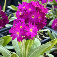 Primula denticulata 'Rubra'